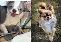 Lilac smoothcoat boy, a male Chihuahua for sale in Lansing, MI – Photo 8 of 10