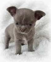 Lilac smoothcoat boy, a male Chihuahua for sale in Lansing, MI – Photo 7 of 10