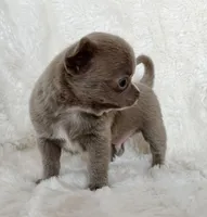 Lilac smoothcoat boy, a male Chihuahua for sale in Lansing, MI – Photo 3 of 5