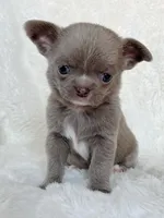 Lilac smoothcoat boy, a male Chihuahua for sale in Lansing, MI – Photo 4 of 5