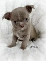 Lilac smoothcoat boy, a male Chihuahua for sale in Lansing, MI – 8 of 10