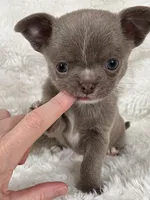 Lilac smoothcoat boy, a male Chihuahua for sale in Lansing, MI – Photo 9 of 10