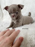 Lilac smoothcoat boy, a male Chihuahua for sale in Lansing, MI – Photo 2 of 10