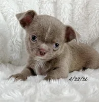 Lilac smoothcoat boy, a male Chihuahua for sale in Lansing, MI – 10 of 10