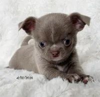 Lilac smoothcoat boy, a male Chihuahua for sale in Lansing, MI – Photo 4 of 10