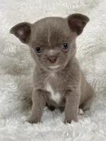 Lilac smoothcoat boy, a male Chihuahua for sale in Lansing, MI – Photo 10 of 10