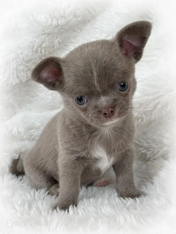 Lilac smoothcoat boy – Chihuahua puppy for sale in Lansing, MI