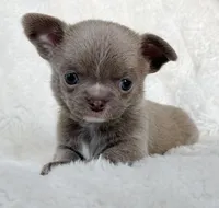 Lilac smoothcoat boy, a male Chihuahua for sale in Lansing, MI – Photo 2 of 5