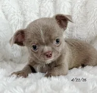 Lilac smoothcoat boy, a male Chihuahua for sale in Lansing, MI – 9 of 10