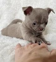 Lilac smoothcoat boy, a male Chihuahua for sale in Lansing, MI – Photo 3 of 10
