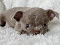 Lilac smoothcoat boy, a male Chihuahua for sale in Lansing, MI – Photo 6 of 10