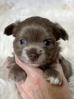Lilac longcoat girl, a female Chihuahua for sale in Lansing, MI – 4 of 6