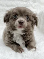 Reserved, a female Chihuahua for sale in Lansing, MI – 2 of 7
