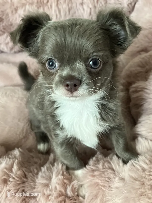 Lilac longcoat girl – Chihuahua puppy for sale in Lansing, MI