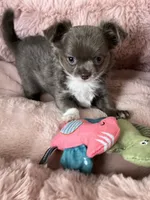 Lilac longcoat girl, a female Chihuahua for sale in Lansing, MI – 10 of 10