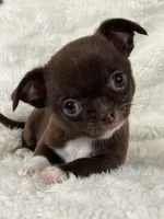 Chocolate smoothcoat girl, a female Chihuahua for sale in Lansing, MI – Photo 4 of 8