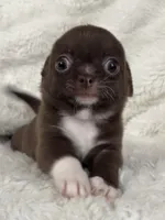 Chocolate smoothcoat girl, a female Chihuahua for sale in Lansing, MI – Photo 6 of 8