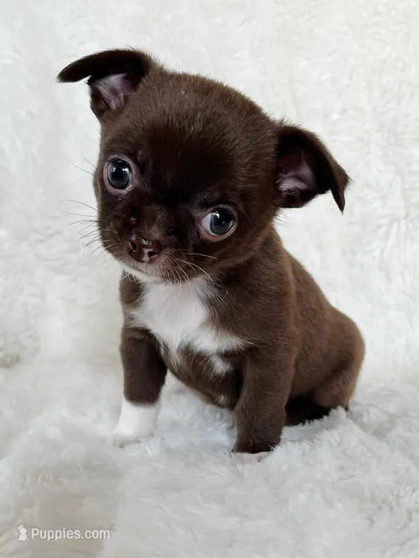 Chocolate smoothcoat girl – Chihuahua puppy for sale in Lansing, MI