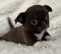 Chocolate smoothcoat girl, a female Chihuahua for sale in Lansing, MI – Photo 7 of 8