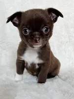 Chocolate smoothcoat girl, a female Chihuahua for sale in Lansing, MI – Photo 2 of 3