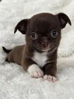 Chocolate smoothcoat girl, a female Chihuahua for sale in Lansing, MI – Photo 5 of 8