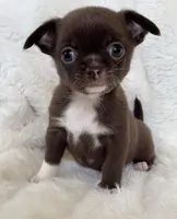 Chocolate smoothcoat girl, a female Chihuahua for sale in Lansing, MI – Photo 3 of 3