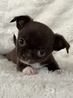 Chocolate smoothcoat girl, a female Chihuahua for sale in Lansing, MI – Photo 8 of 8