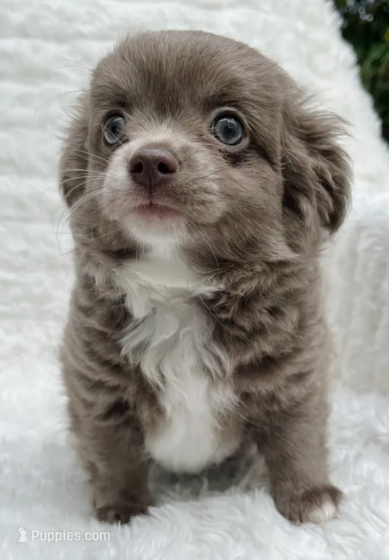 Lilac longcoat girl – Chihuahua puppy for sale in Lansing, MI