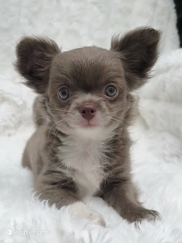 Lilac longcoat girl – Chihuahua puppy for sale in Lansing, MI
