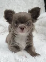 Lilac longcoat girl, a female Chihuahua for sale in Lansing, MI – 1 of 10