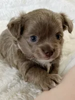 Lilac longcoat girl, a female Chihuahua for sale in Lansing, MI – 2 of 6