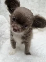 Lilac longcoat girl, a female Chihuahua for sale in Lansing, MI – 7 of 10