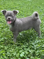 Timmy, a male Chihuahua for sale in Lansing, MI – 9 of 9