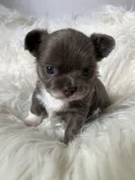 Lilac longcoat girl, a female Chihuahua for sale in Lansing, MI – 4 of 7