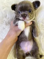 Lilac longcoat girl, a female Chihuahua for sale in Lansing, MI – 6 of 7
