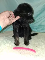 Pink collar, a female German Shepherd Dog for sale in Snow Hill, MD – 6 of 8