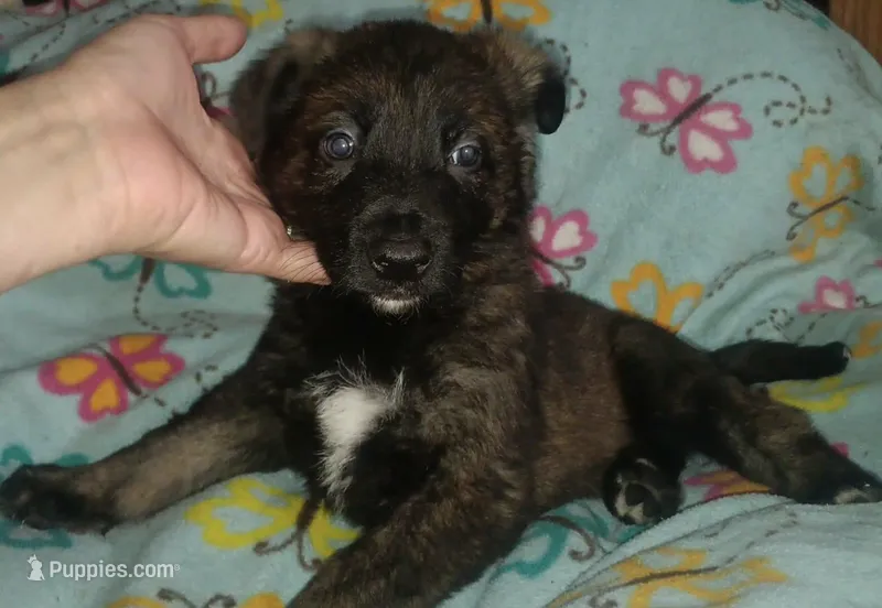 No collar  – German Shepherd Dog puppy for sale in Snow Hill, MD