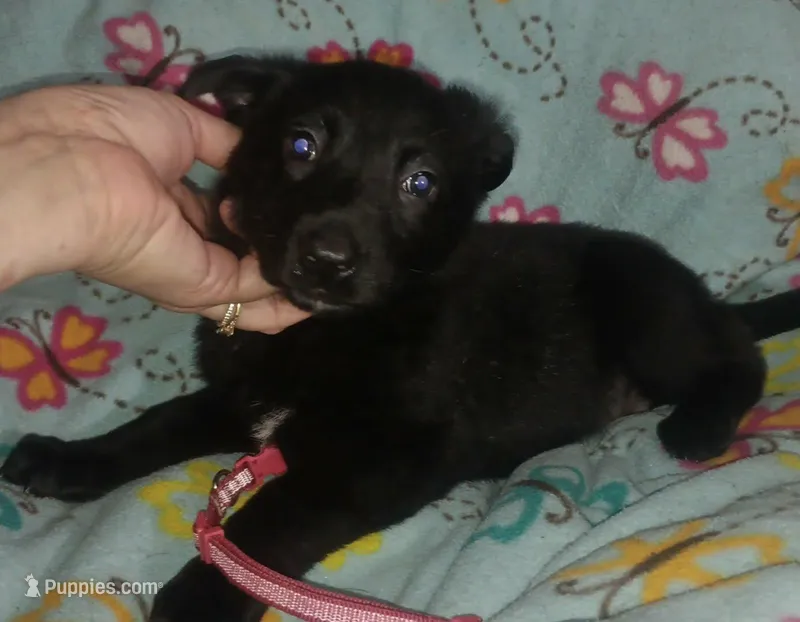 Dark pink collar – German Shepherd Dog puppy for sale in Snow Hill, MD