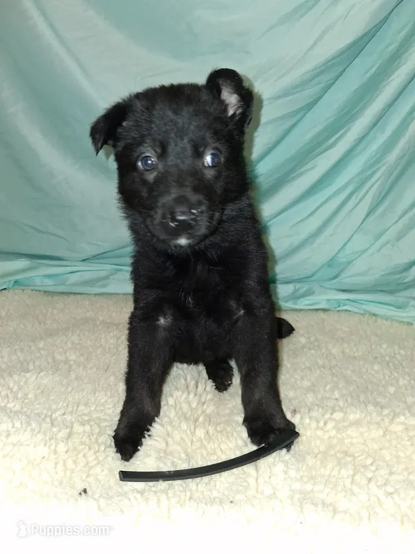 Black collar  – German Shepherd Dog puppy for sale in Snow Hill, MD