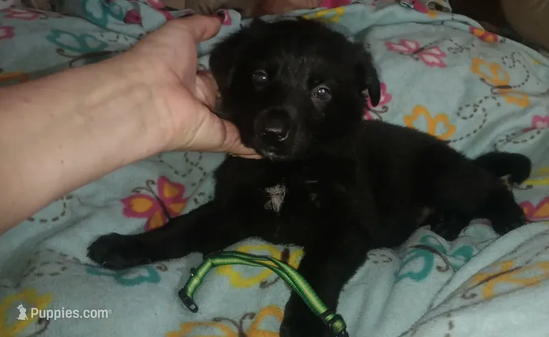 Green collar  – German Shepherd Dog puppy for sale in Snow Hill, MD