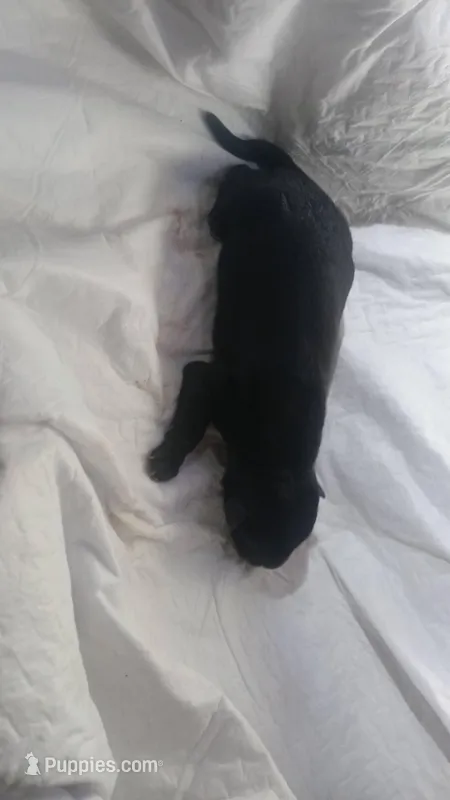 4 – German Shepherd Dog puppy for sale in Snow Hill, MD