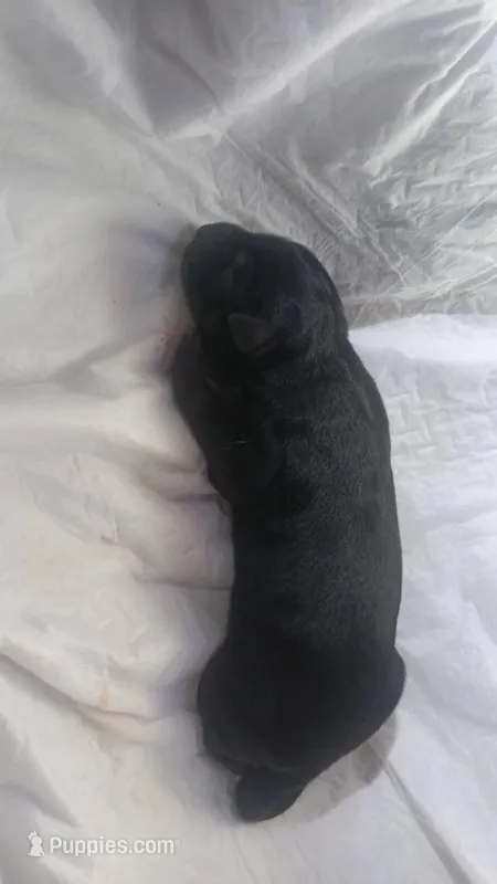 3 – German Shepherd Dog puppy for sale in Snow Hill, MD