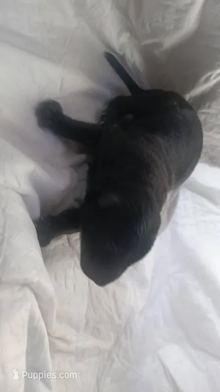 5 – German Shepherd Dog puppy for sale in Snow Hill, MD