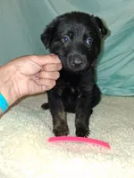 Pink collar, a female German Shepherd Dog for sale in Snow Hill, MD – 1 of 8