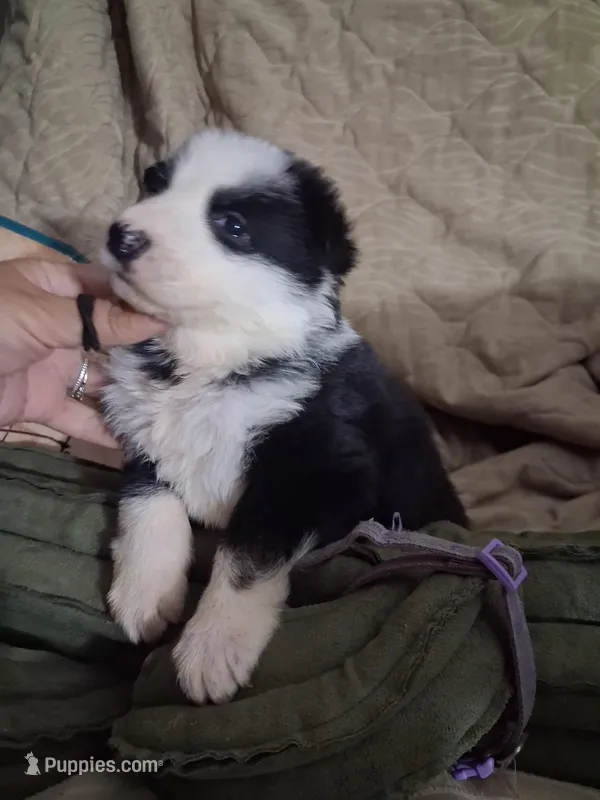 Purple collar  – German Shepherd Dog puppy for sale in Snow Hill, MD