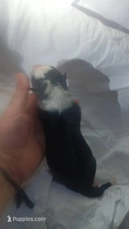 11 – German Shepherd Dog puppy for sale in Snow Hill, MD