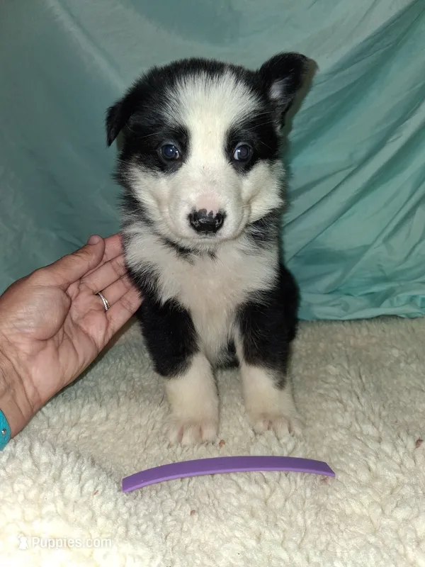 Purple collar  – German Shepherd Dog puppy for sale in Snow Hill, MD