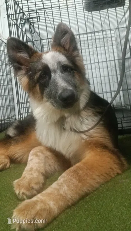 Pandas due in 3 weeks – German Shepherd Dog puppy for sale in Snow Hill, MD