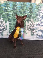 Pandas due in 3 weeks, a  German Shepherd Dog for sale in Snow Hill, MD – Photo 2 of 2