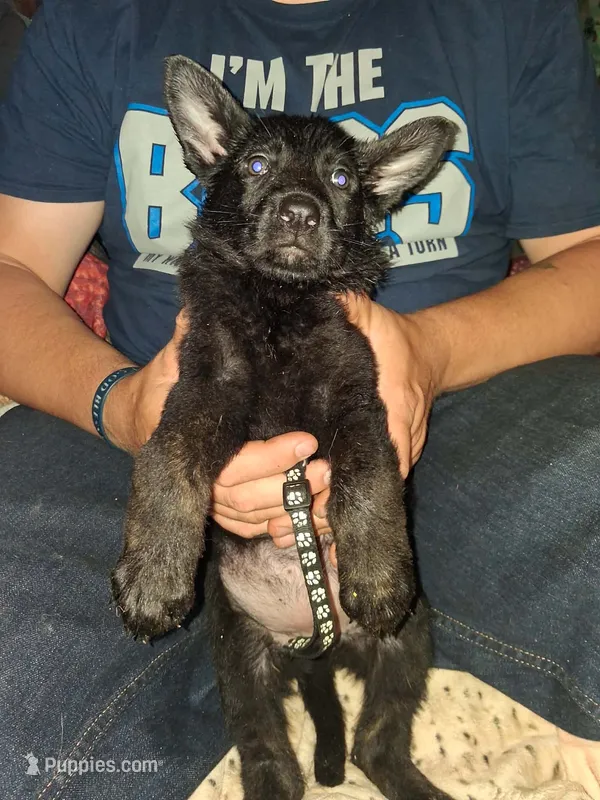 Black collar  – German Shepherd Dog puppy for sale in Snow Hill, MD